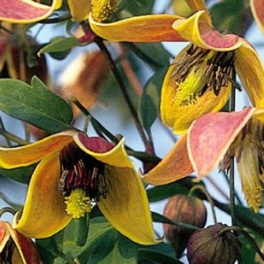 Powojnik tanguski (Clematis tangutica) 