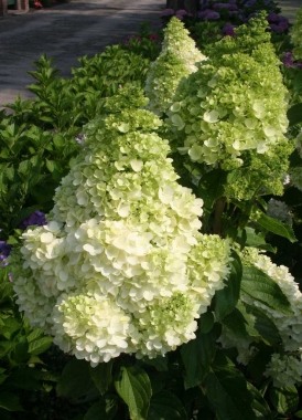 Hortensja bukietowa (Hydrangea paniculata) 