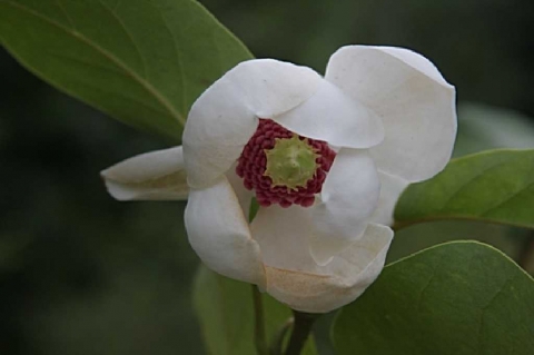 Magnolia Siebolda (Magnolia sieboldii) 