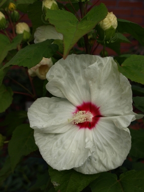 Ketmia bagienna (Hibiscus moscheutos) 