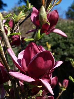 Magnolia x 