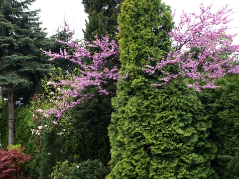 Judaszowiec południowy (Cercis siliquastrum)