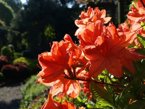 Azalia (Rhododendron mollis) 