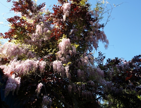 Glicynia kwiecista (Wisteria floribunda) 