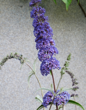 Budleja Davida (Buddleja davidii) 