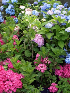 <font color="#555555">Hortensja ogrodowa (Hydrangea macrophylla) Endless Summer i Forever 