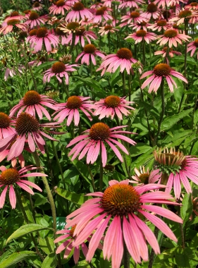 Jeżówka purpurowa (Echinacea purpurea) 