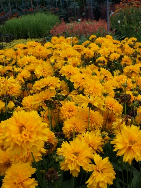 Nachyłek wielkokwiatowy (Coreopsis grandiflora) 