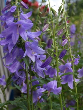 Dzwonecznik wonny (Adenophora latifolia) 