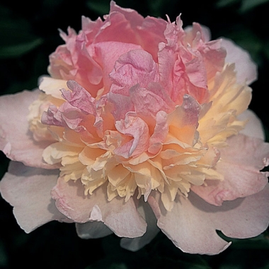 Piwonia chińska (Paeonia lactiflora) 