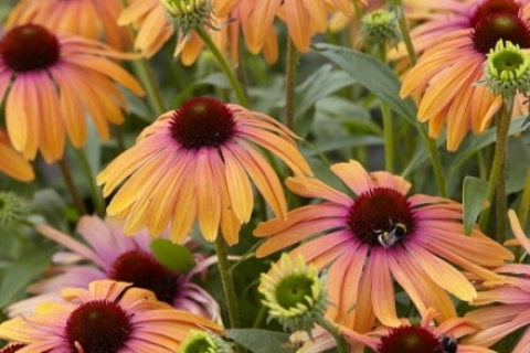 Jeżówka purpurowa (Echinacea purpurea) 