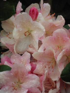 Różanecznik (Rhododendron) 