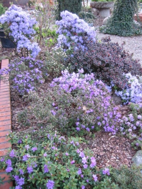 Różaneczniki drobnokwiatowe (Rhododendron)