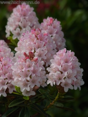 Różanecznik (Rhododendron micranthum) 