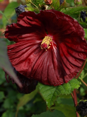 Ketmia bagienna (Hibiscus moscheutos) 