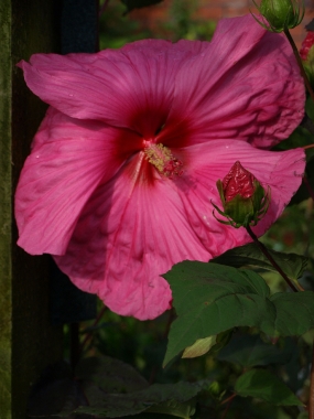 Ketmia bagienna (Hibiscus moscheutos) 