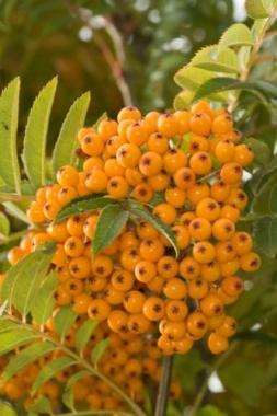 Jarząb (Sorbus) Flanrock [Autumn Spire]