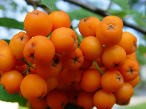 Jarząb pospolity (Sorbus aucuparia)