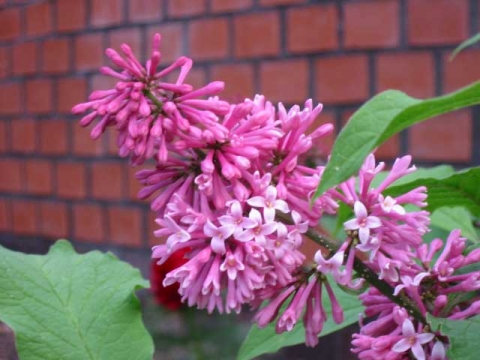 Lilak Prestona (Syringa prestoniae) 