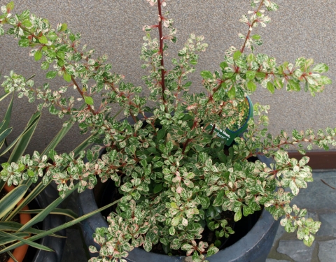 Berberys Thunberga (Berberis thunbergii) Starburst