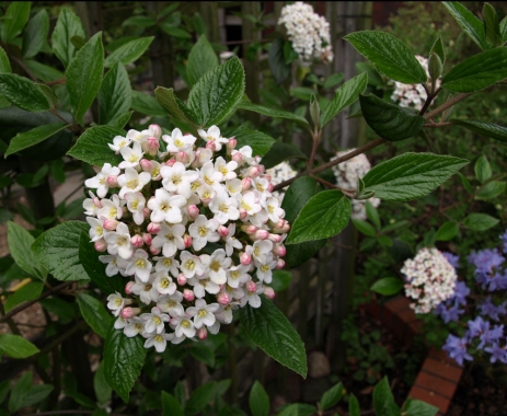 Kalina Burkwooda (Viburnum burkwoodii) - silnie pachnąca