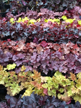 Zurawki (Heuchera)