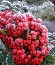 Ognik szkarłatny (Pyracantha coccinea) 