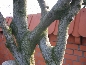 Buk zwyczajny (Fagus silvatica) palmeta płaska ok.30 lat