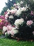 Różanecznik (Rhododendron) Lachsgold