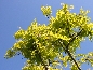 Robinia akacjowa (Robinia pseudoacacia) Frisia