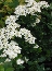 Tawuła nippońska (Spiraea nipponica) June Bride