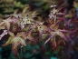 Klon palmowy (Acer palmatum) 