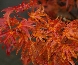 Klon palmowy (Acer palmatum) 