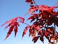 Klon palmowy (Acer palmatum) 