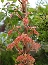 Klon jawor (Acer pseudoplatanus) 