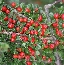 Irga (Cotoneaster) 