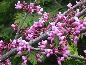 Judaszowiec południowy (Cercis siliquastrum)