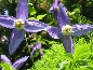 Powojnik alpejski (Clematis alpina) gr. Atragene