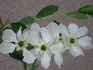 Obiela mieszańcowa (Exochorda macrantha) 