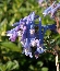 Kokorycz pogięta (Corydalis flexuosa) 