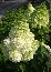 Hortensja bukietowa (Hydrangea paniculata) 