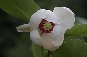 Magnolia Siebolda (Magnolia sieboldii) 