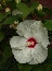 Ketmia bagienna (Hibiscus moscheutos) 