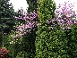 Judaszowiec południowy (Cercis siliquastrum)