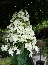 Hortensja bukietowa (Hydrangea paniculata) 