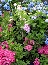 <font color="#555555">Hortensja ogrodowa (Hydrangea macrophylla) Endless Summer i Forever 