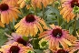 Jeżówka purpurowa (Echinacea purpurea) 