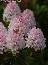 Różanecznik (Rhododendron micranthum) 