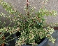 Berberys Thunberga (Berberis thunbergii) Starburst