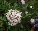 Kalina Burkwooda (Viburnum burkwoodii) - silnie pachnąca